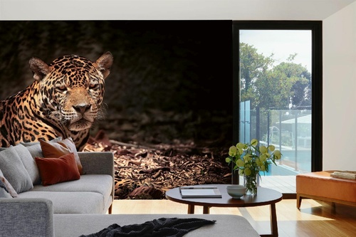 Vlies Fototapete - Liegender Leopard 375 x 250 cm